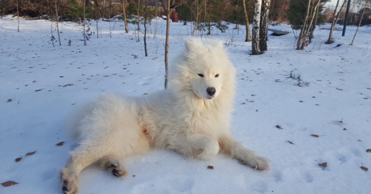 Il Samoiedo e i gattini vedono la neve per la prima volta e il momento è magico (video)