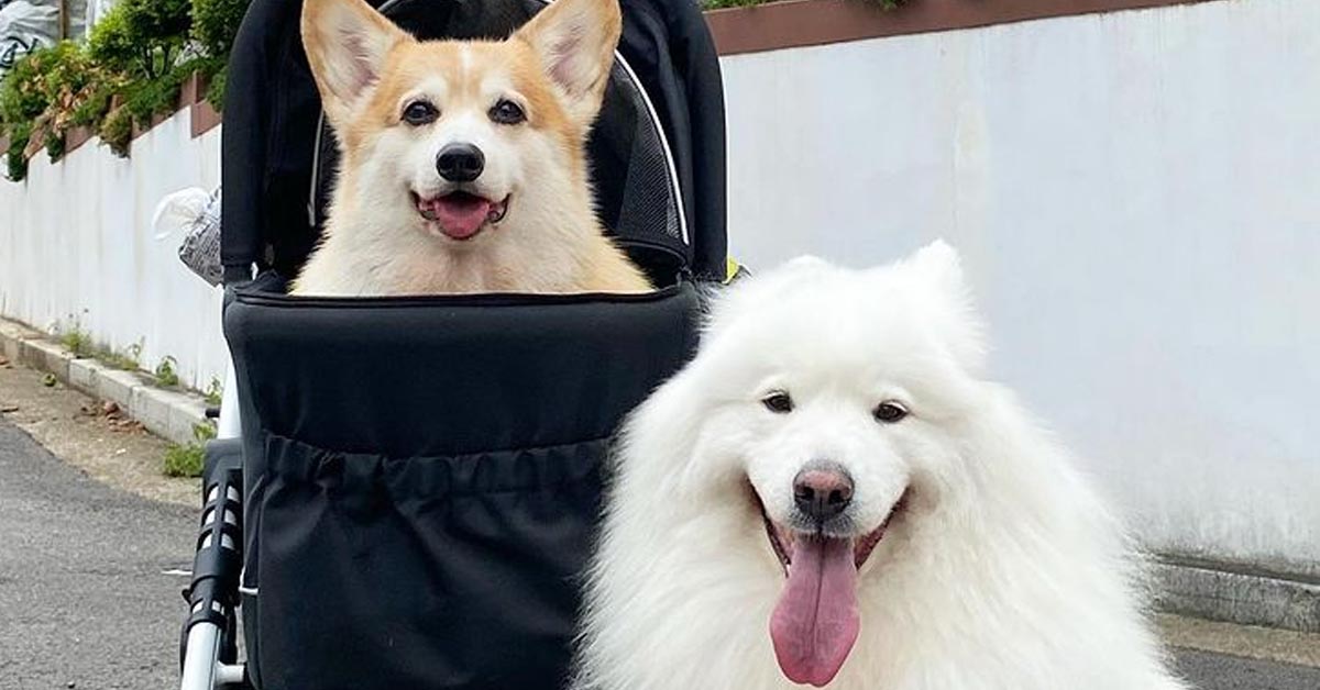 Il Samoiedo e il Corgi giocano teneramente insieme e il momento è magico (video)