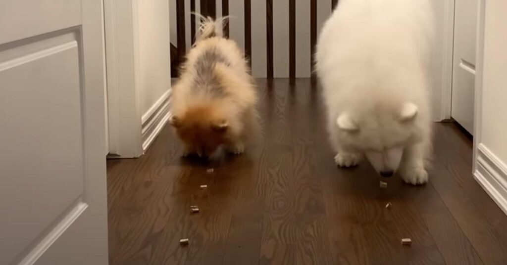 Due cani che mangiano