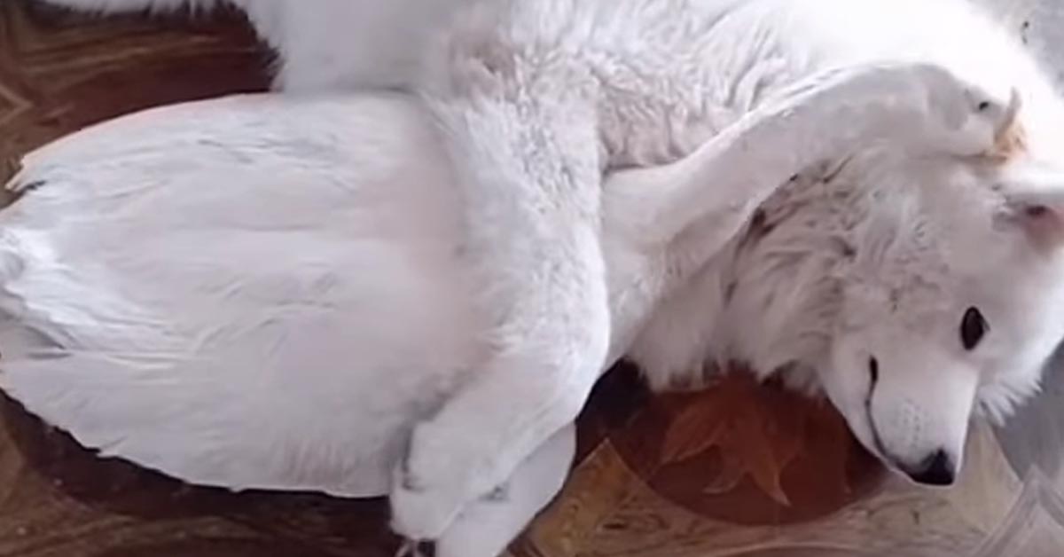 Il Samoiedo e la sua amica oca giocano teneramente insieme e il momento emoziona il web (video)