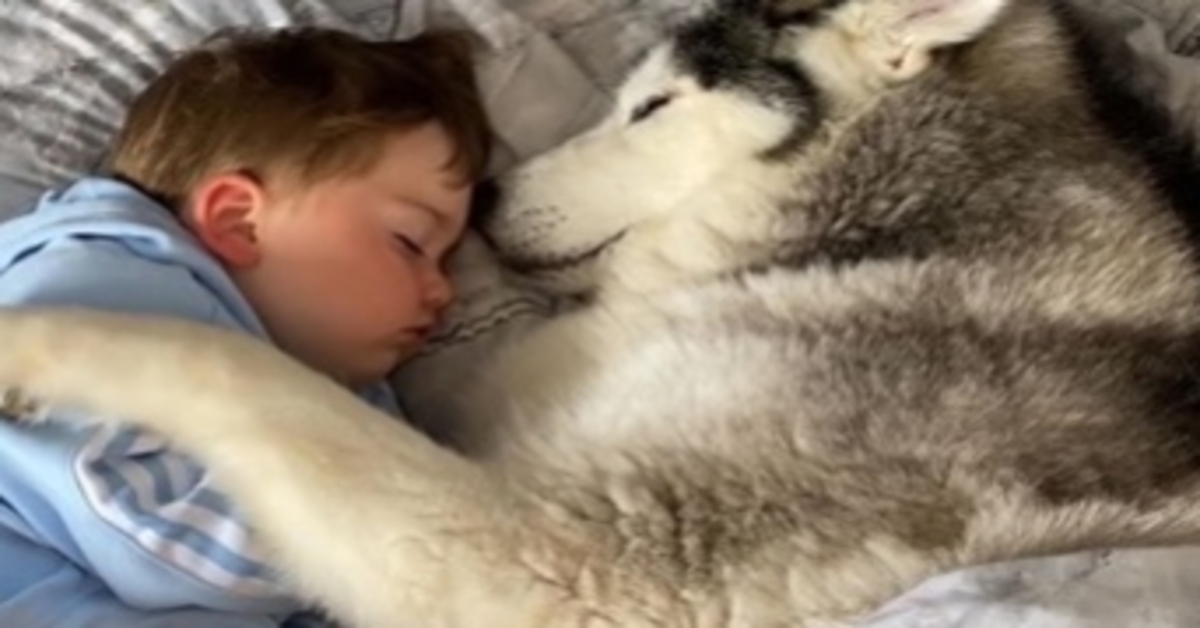 Il Siberian Husky Millie fa un pisolino tra le braccia del suo bambino (VIDEO)