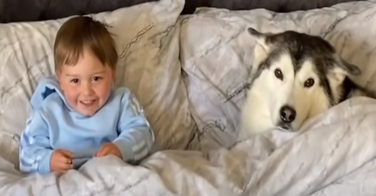 Millie Siberian Husky video