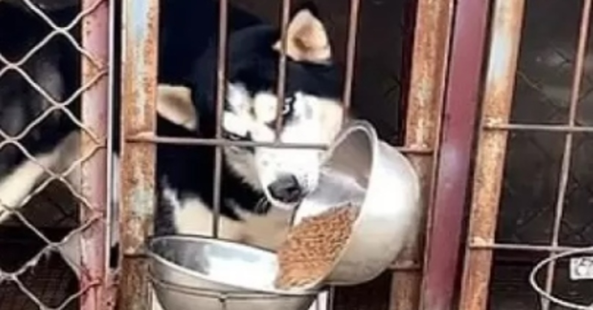 Il Siberian Husky ruba il cibo al suo amico Golden Retriever (VIDEO)