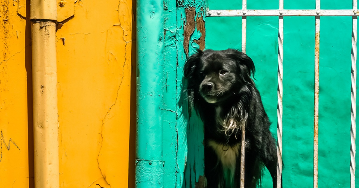 cane in un balcone