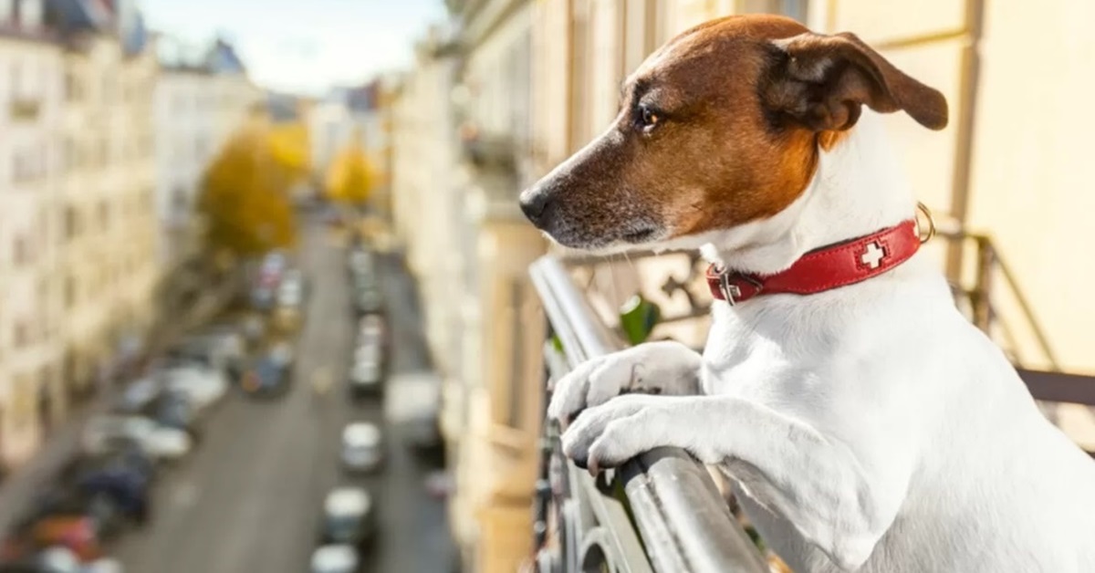 cane jack russell al balcone