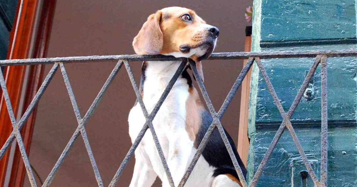 cane affacciato alla finestra