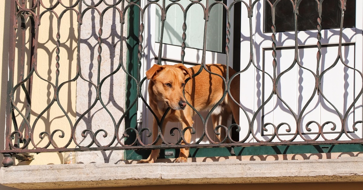 Il cane si può buttare dal balcone?