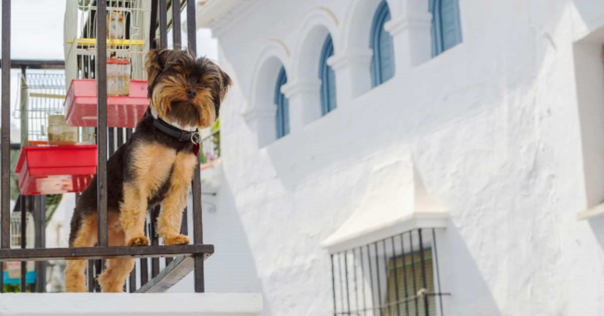 cane si sporge dal balcone