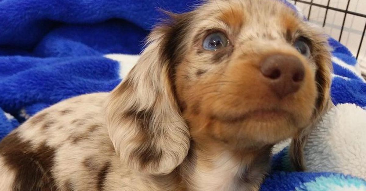 Il cucciolo di Bassotto fa il bagnetto per la prima volta e il momento è molto tenero (video)