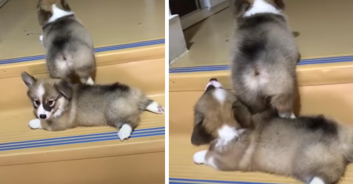 Il cucciolo di Corgi aiuta suo fratello a salire le scale (video)