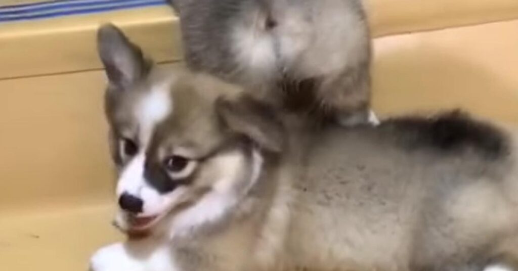 Due cuccioli di Corgi che provano a salire le scale