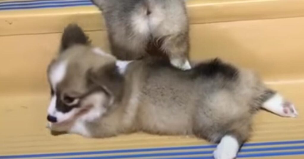 Due cuccioli di Corgi che provano a salire le scale