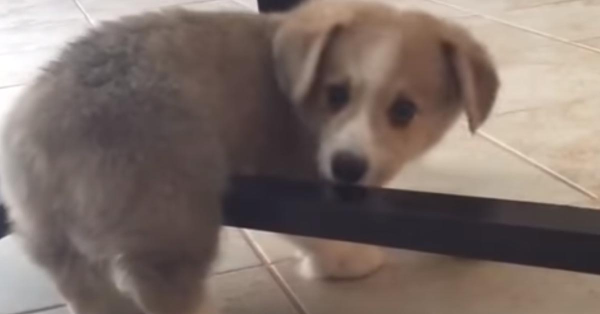 Il cucciolo di Corgi deve affrontare il “problema” delle zampette troppo corte (video)