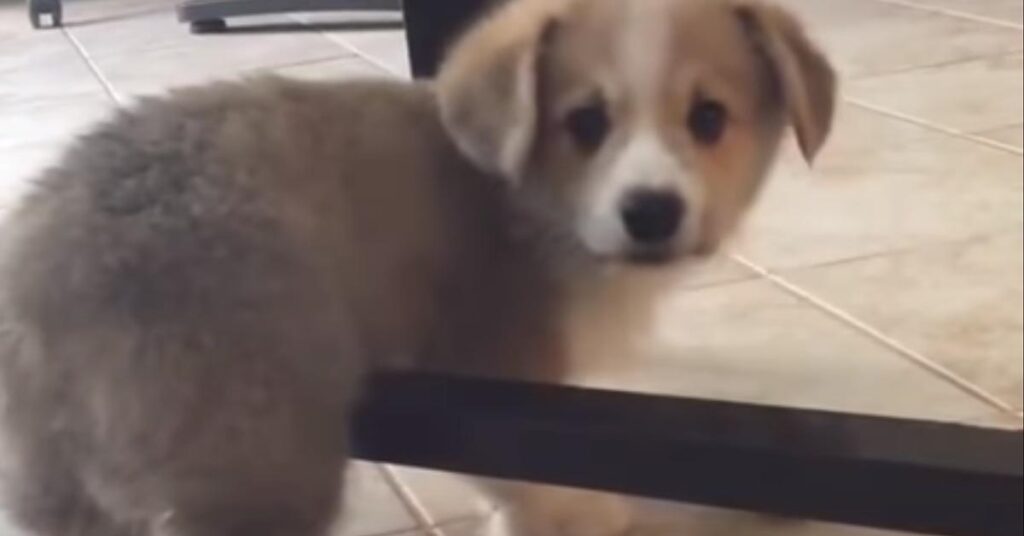 Cucciolo di Corgi gioca