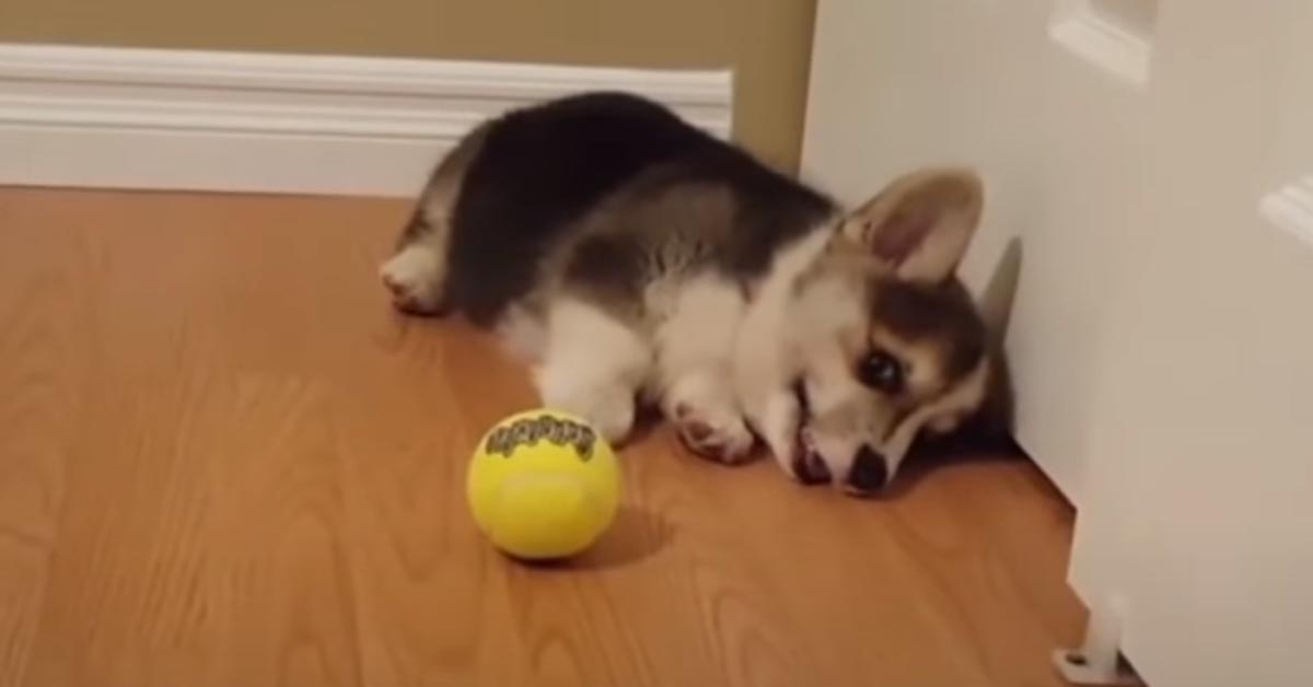 Il cucciolo di Corgi gioca con una pallina per la prima volta e il suo entusiasmo è dolcissimo (video)