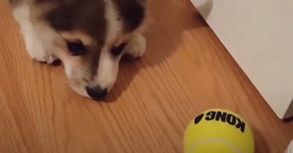 Cucciolo di Corgi gioca con una pallina