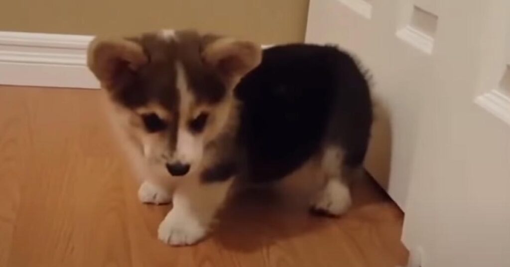 Cucciolo di Corgi osserva