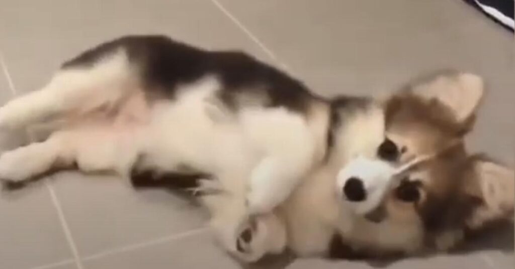 Cucciolo di Corgi sdraiato