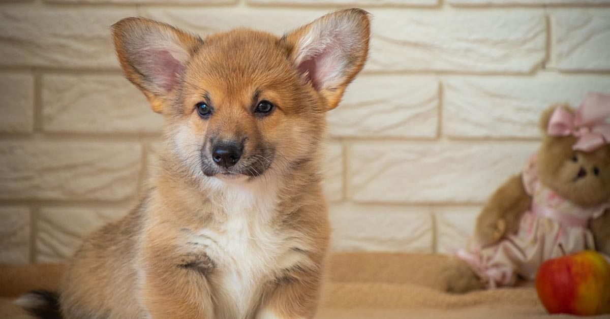 Il cucciolo di Corgi si sente ignorato e vuole le attenzioni della sua proprietaria (video)