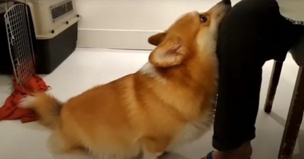 Corgi che guarda in alto