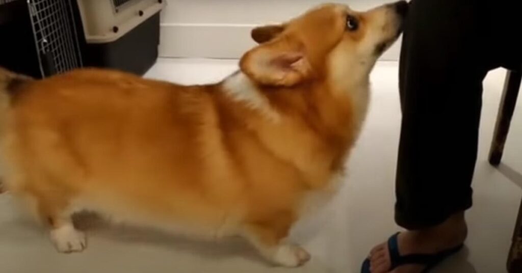 Corgi che guarda in alto