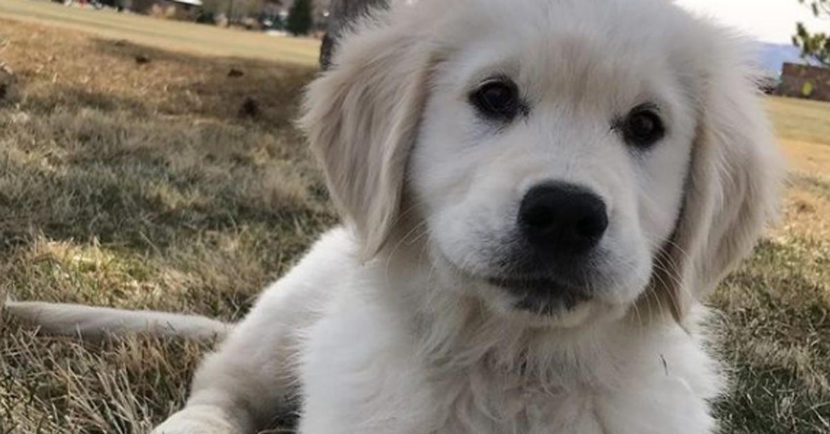 Il cucciolo di Golden Retriever Jensen adora uscire a fare le passeggiate con la sua famiglia (video)