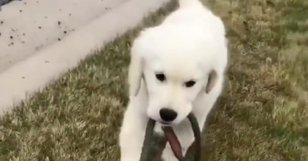 CuccioCucciolo di Golden Retriever passeggialo di Golden Retriever che osserva