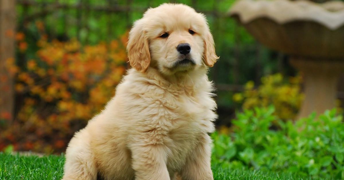 Il cucciolo di Golden Retriever conosce se stesso allo specchio (video)