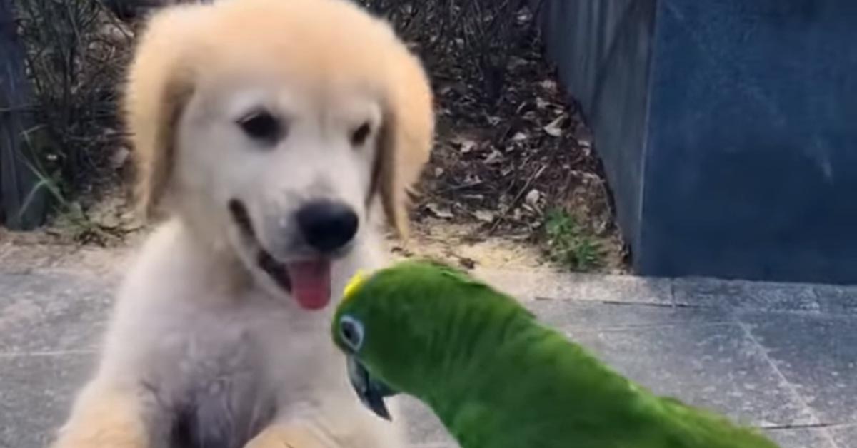 Il cucciolo di Golden Retriever e il pappagallo sono i più “strani” migliori amici del web (video)