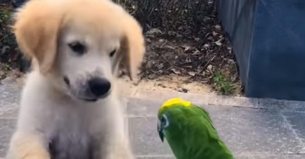 Cucciolo di Golden Retriever con un pappagallo