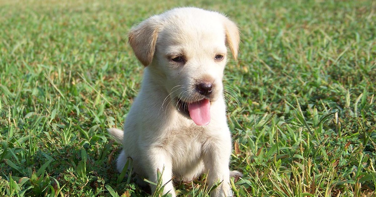 Il cucciolo di Golden Retriever fa i capricci sotto gli occhi attenti della mamma (video)