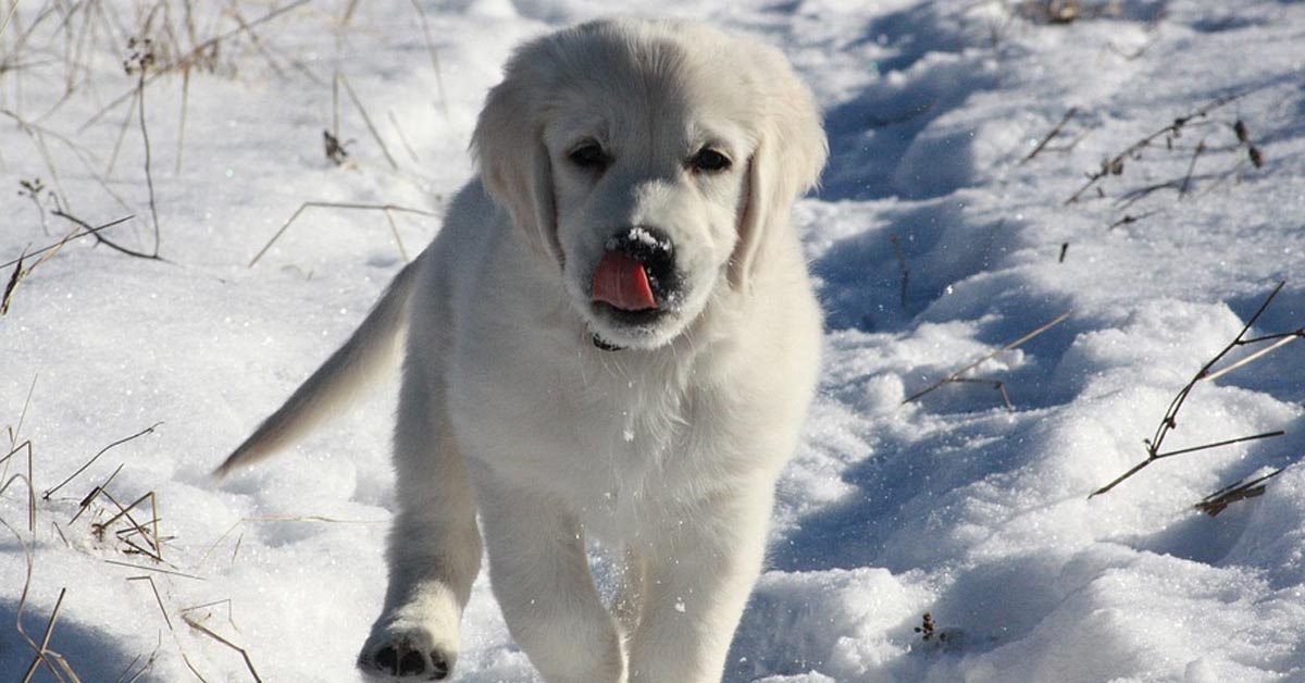 Il cucciolo di Golden Retriever gioca nella neve per la prima volta (video)