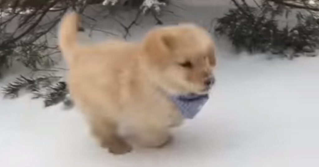 Cucciolo di Golden Retriever nella neve