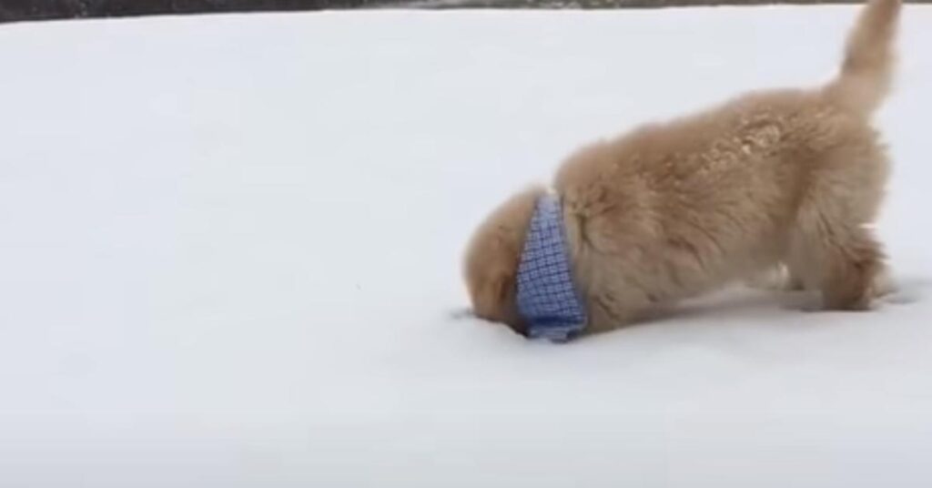 Cucciolo di Golden Retriever nella neve