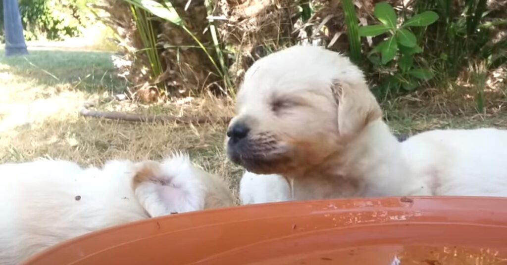 Cucciolo di Labrador che dorme