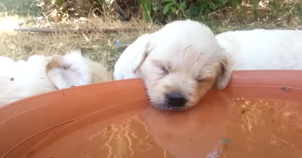 Cucciolo di Labrador che dorme