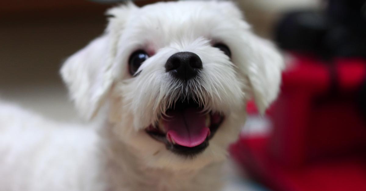 Il cucciolo di Maltese impara a salire le scale ed il risultato è tenerissimo (video)