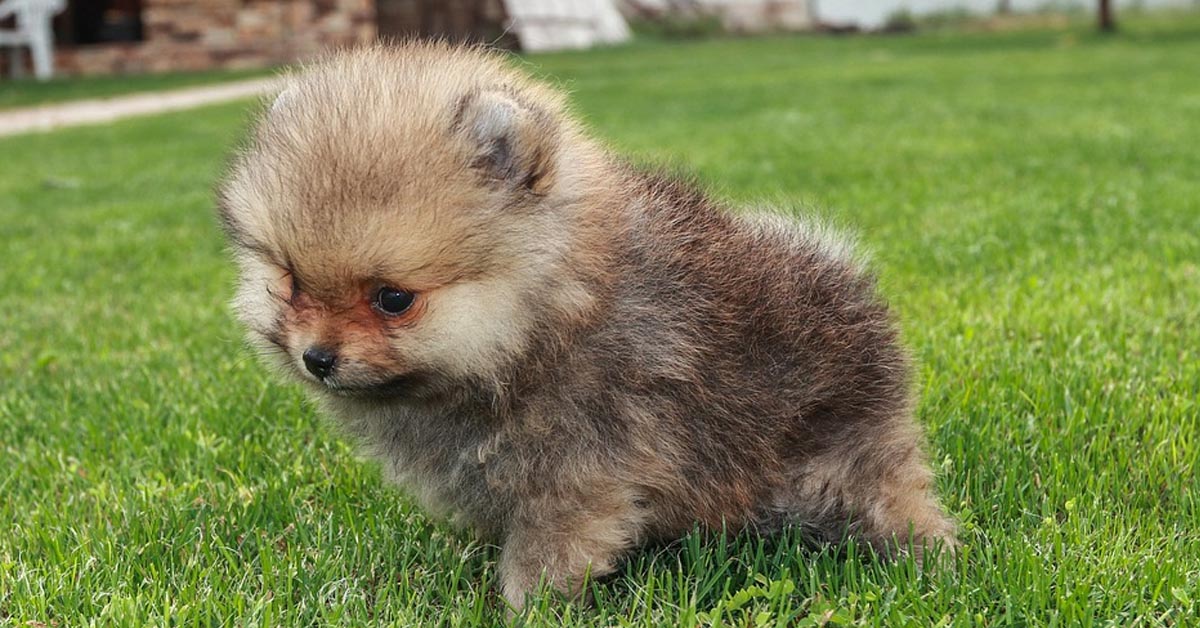 Il cucciolo di Pomerania è impaziente di giocare con il cane adulto (video)