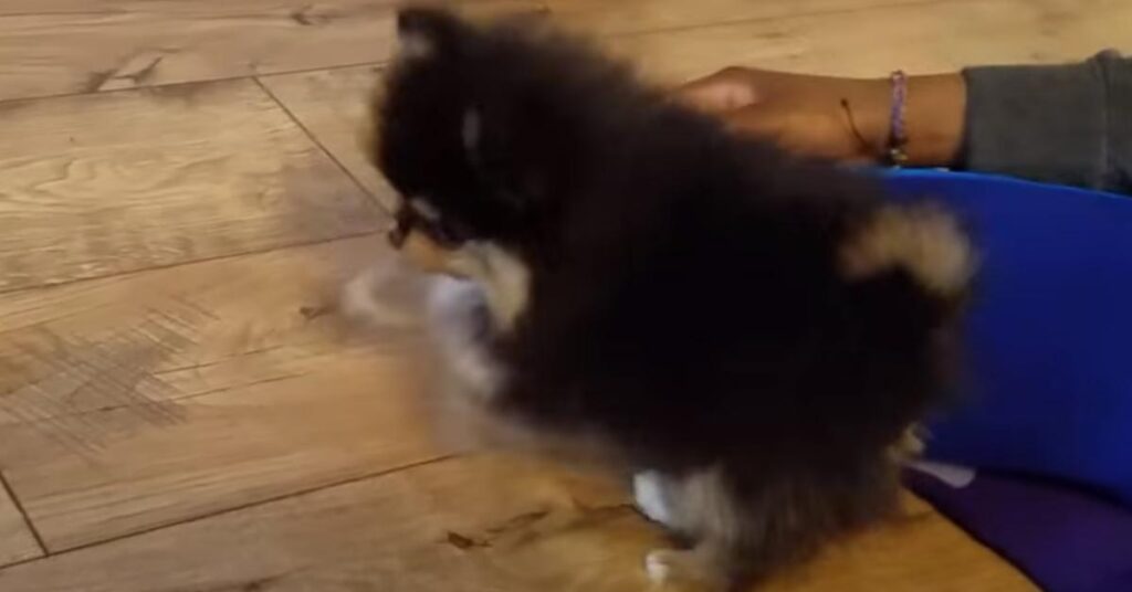 Cucciolo di Pomerania che osserva
