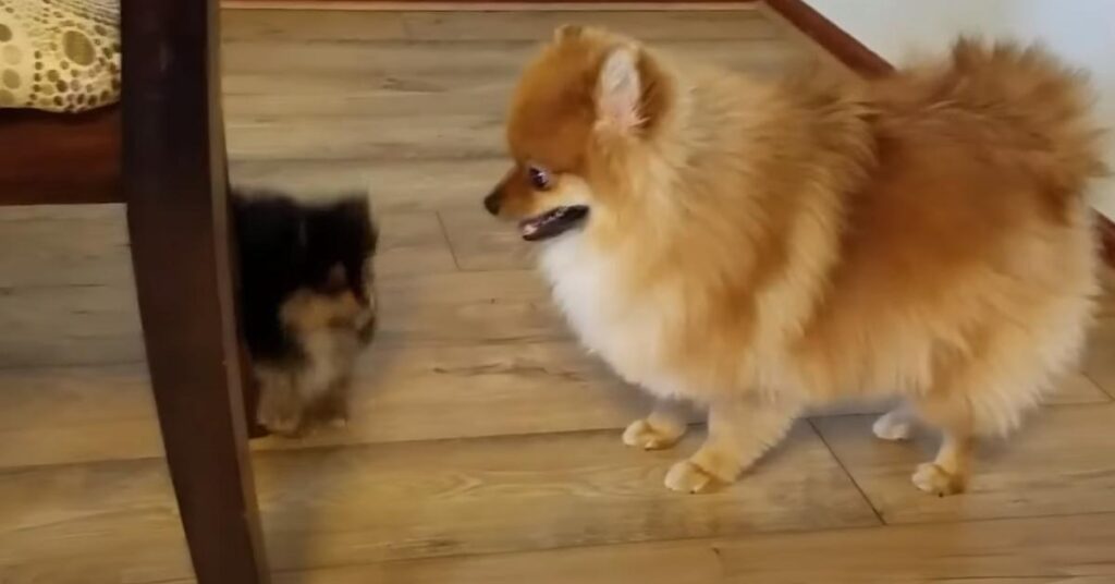 Cucciolo di Pomerania e cane adulto