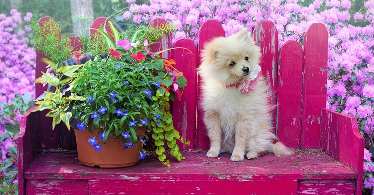 Il cucciolo di Pomerania non riesce a restare sveglio (video)