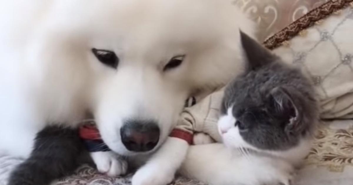 Il cucciolo di Samoiedo incontra un gattino per la prima volta e il momento è magico (video)