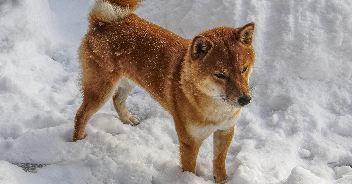 Il cucciolo di Shiba Inu adora giocare con le palle di neve (video)