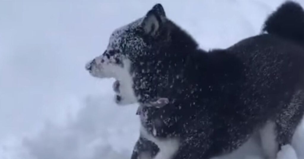 Shiba Inu nella neve