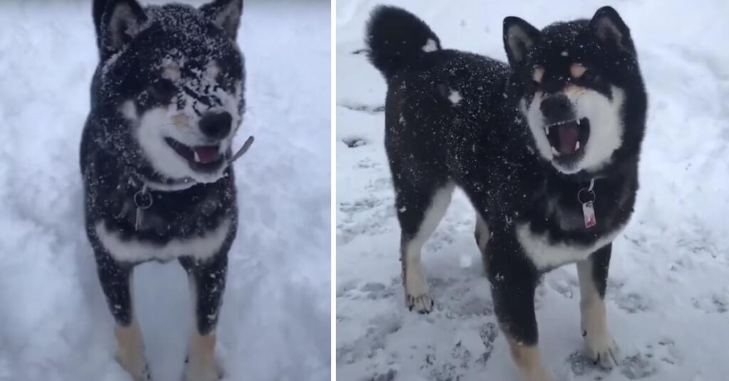 Shiba Inu nella neve