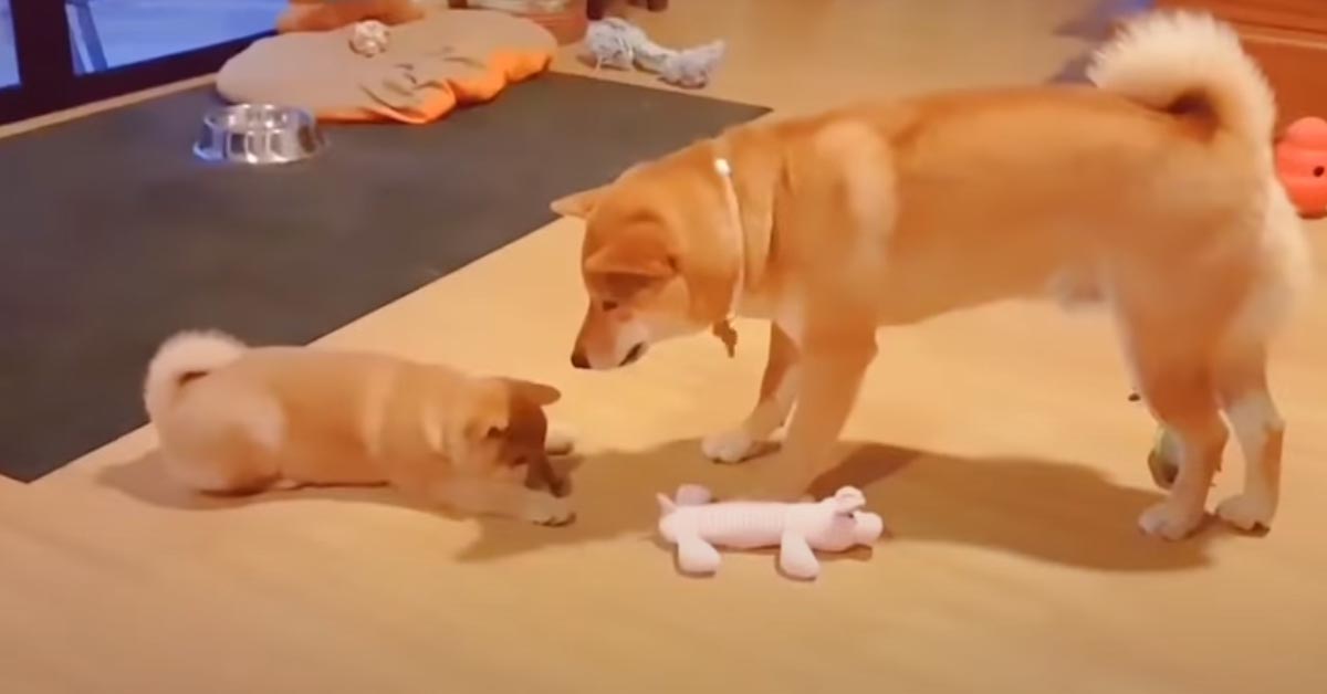 Il cucciolo di Shiba Inu “combatte” con il papà per un giocattolo (video)