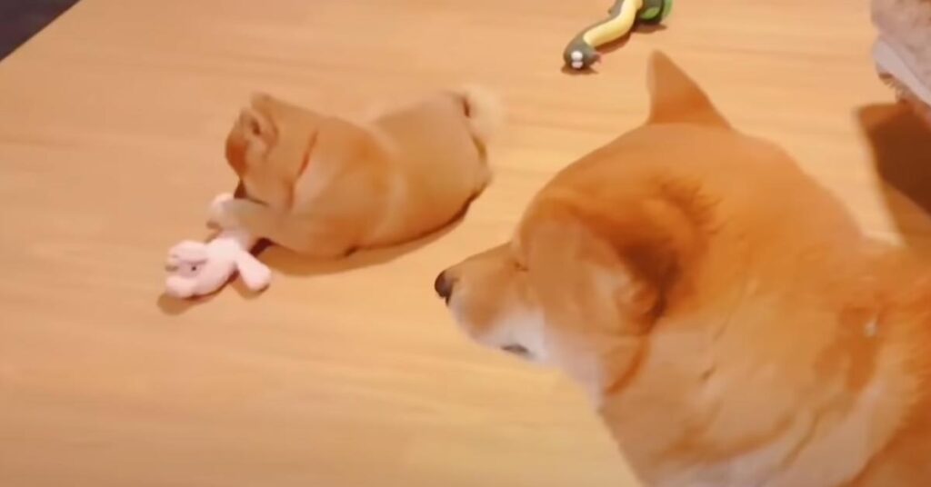 Cucciolo di Shiba Inu che gioca