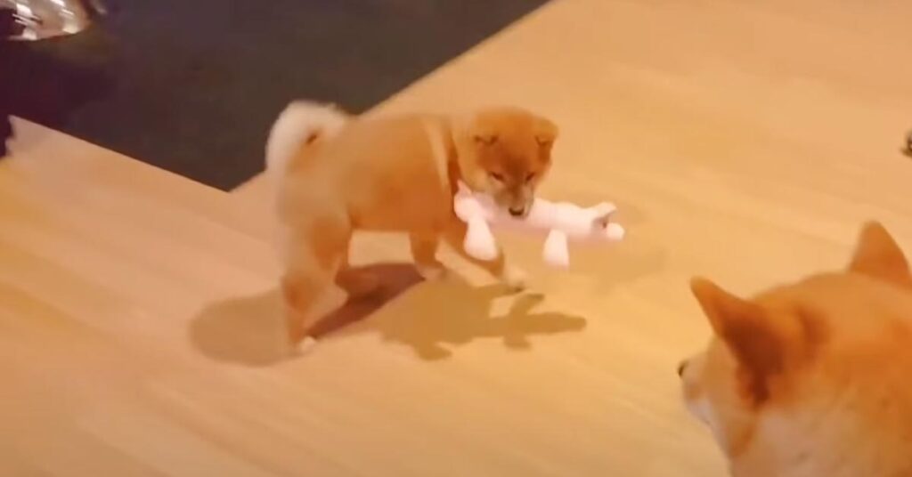Cucciolo di Shiba Inu che gioca
