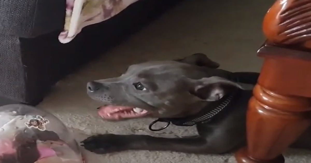 cucciolo di Staffordshire Bull terrier video