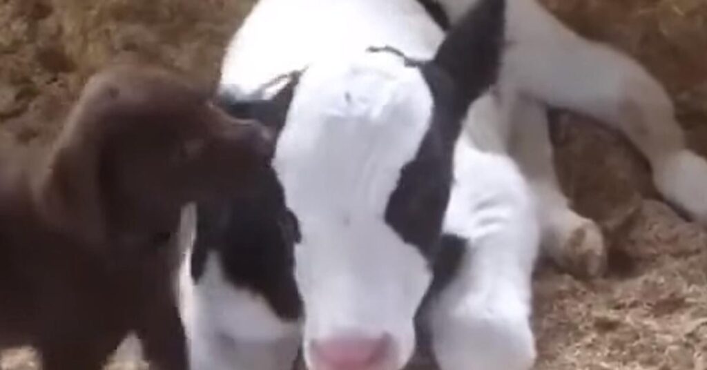 Cucciolo di cane con un vitellino